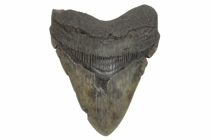 Fossil Megalodon Tooth - South Carolina #214722
